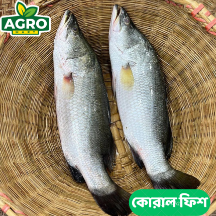 Koral Fish