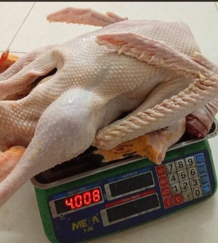 Raj Has 2.5 kg size