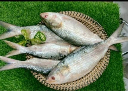 Rupali illis 1kg te 5/6 pis